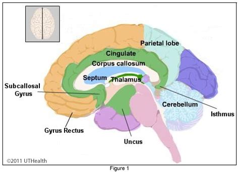 Subcallosal Gyrus