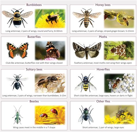 OLCreate: Learning about UK Pollinators: The main pollinating species in the UK | OLCreate