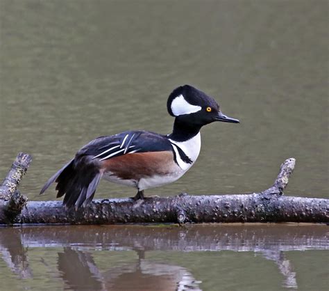 Pictures and information on Hooded Merganser