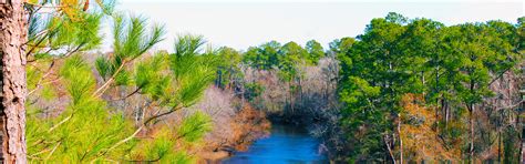 Cliffs of the Neuse State Park: Home | NC State Parks