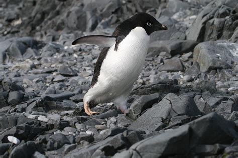 Adelie Penguin | Life of Sea