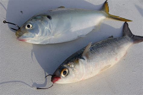 Rigging a Live Bait - Florida Sportsman