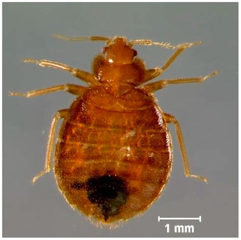 Insects | Free Full-Text | Locomotion Inhibition of Cimex lectularius L. Following Topical ...