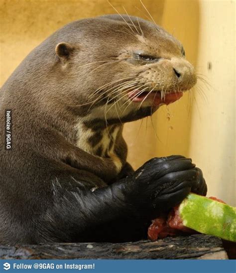 Never give watermelon to an otter... | Funny pictures, Funny babies, Haha funny