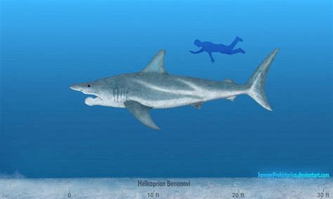 Helicoprion by SameerPrehistorica on DeviantArt