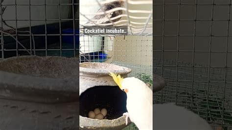 Cockatiel egg hatching process..! - YouTube