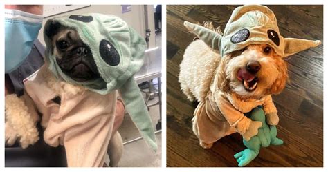 10 Baby Yoda Dog Costumes That Are Just Adorable | CBR