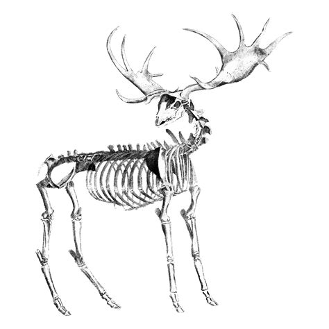 Vintage illustrations of Animal bone structure - Download Free Vectors, Clipart Graphics ...