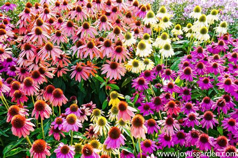 Organic Flower Gardening: Good Things to Know | Joy Us Garden