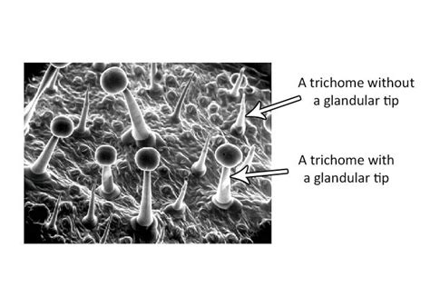 Cell Types, Trichomes