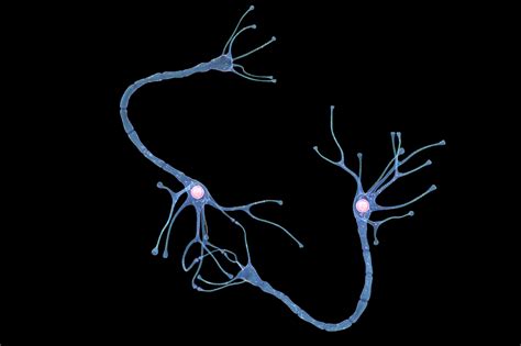 3D model nerve cell anatomy details - TurboSquid 1515693