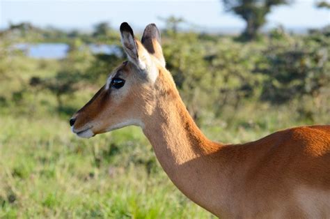 Free stock photo of Kenya, national park, wildlife