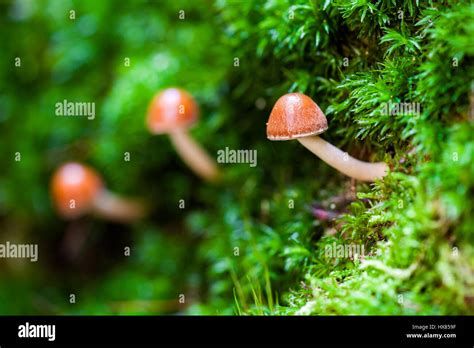 Wonderful shallow depth of field macro Stock Photo - Alamy