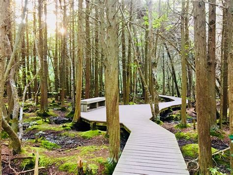 Atlantic White Cedar Swamp Trail Best Boardwalk Hike In Massachusetts