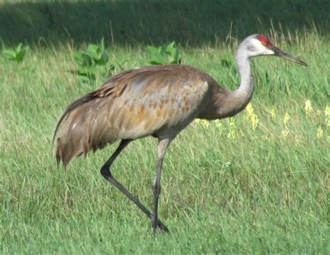 Scene Through My Eyes: Sandhill Cranes in Wisconsin