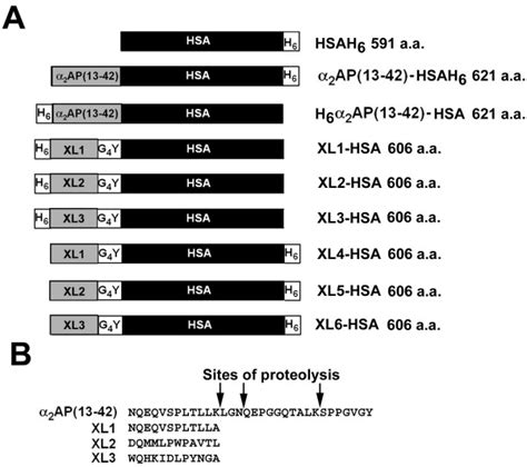 HSA fusion protein design, expression, and characterization. (A ...