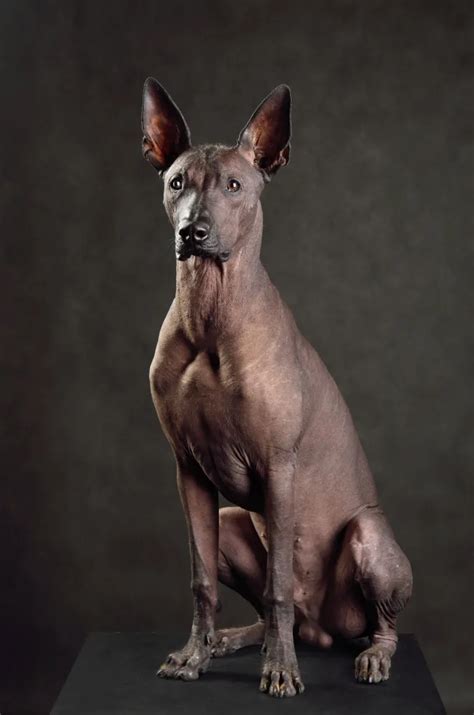 Xoloitzcuintli Dog Breed Information & Characteristics