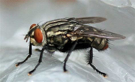 How to Get Rid of Flesh Flies and Keep Them Away