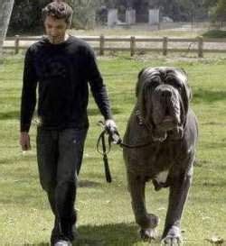 Cute&Cool Pets 4U: Biggest Dog in the World Hercules