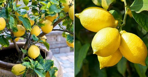 How to Grow a Lemon Tree Indoors: 6 Steps to Success – Cook It