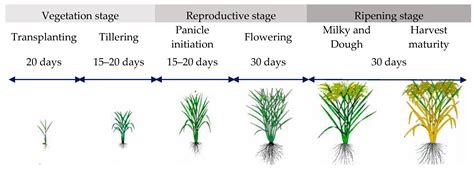 IJGI | Free Full-Text | Forecasting Transplanted Rice Yield at the Farm ...