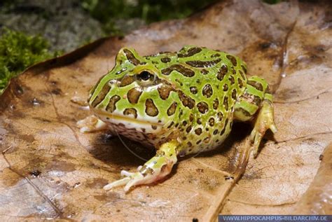 Ceratophrys ornata alias Aka. Pac-man Frog, Argentine Horned Frog, Bell ...