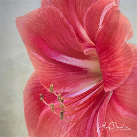 Candy Cane Flower, Amaryllis Flower | Amaryllis flowers, Amaryllis, Pretty flower