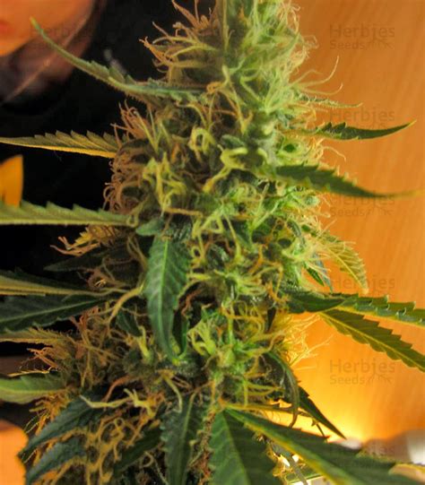 Buy Jack Herer Auto feminized seeds by Green House Seeds - Herbies