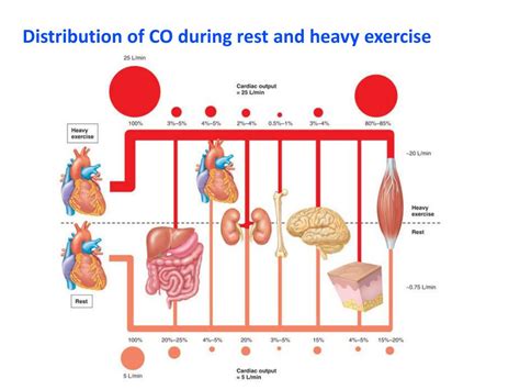 PPT - Cardiac Output, Blood Flow, and Blood Pressure PowerPoint ...