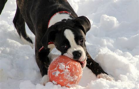 Free photo: Dog in Winter - Animal, Dog, Friend - Free Download - Jooinn