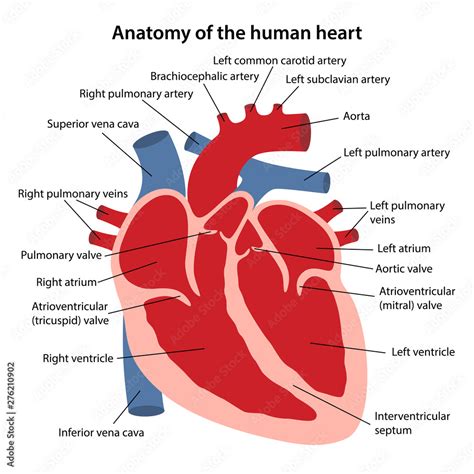 Anatomy of the human heart. Cross sectional diagram of the heart with main parts labeled. Vector ...