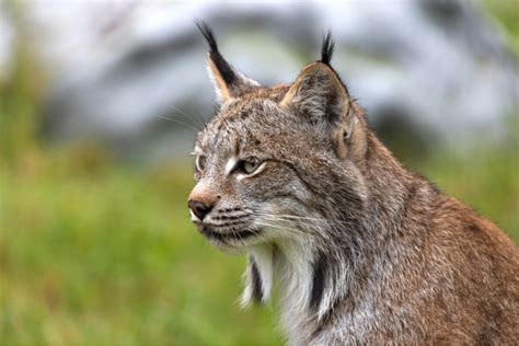 El lince de Canadá: un felino en estado preocupante - Mis Animales