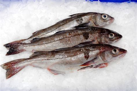 fresh-haddock - Marrfish - Wholesale Fish & Seafood Delivery