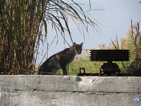 Lake Okeechobee Wildlife Pictures & Sightseeing