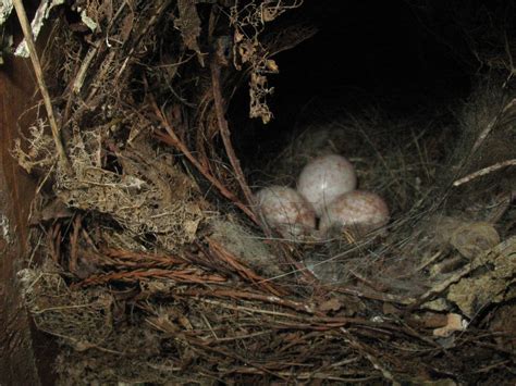 Carolina Wren eggs ibox south of Cheneyville, Louisiana on May 15, 2012. | Eggs, Wrens, Wren