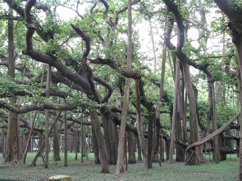 Banyan tree I saw this in Maui. Beautiful | Hawaii | Pinterest