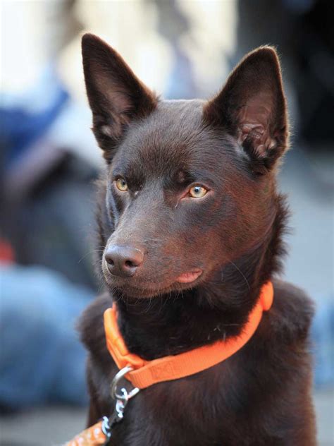 Australian Kelpie Dog Breed » Everything About Australian Kelpie