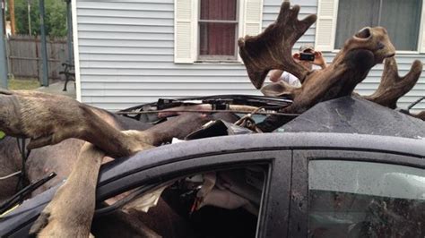 Insane Images Of Moose Colliding With Car Near Monson In Maine