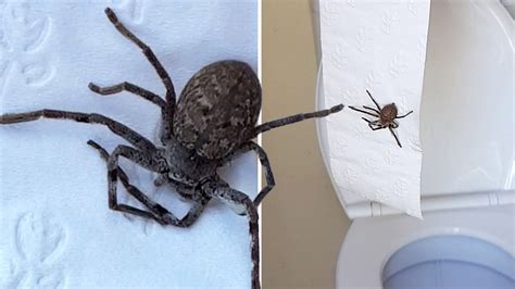 Australian Spider Toilet