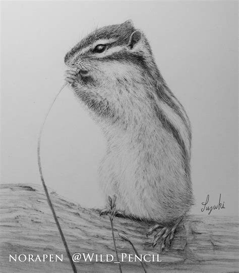 Pencil drawing - chipmunk on Behance