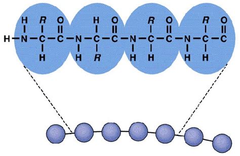 Ppt Protein Structure Primary Powerpoint Presentation