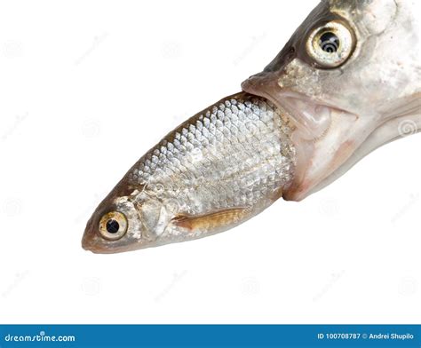 Fish eating another fish stock image. Image of head - 100708787