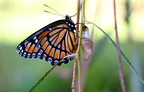 Monarch Hatching from Chrysalis | A monarch butterfly hatchi… | Flickr