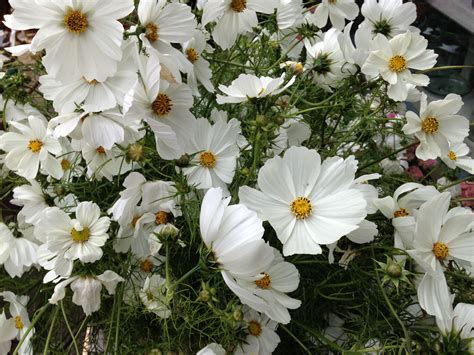 White Cosmos | Summer flowers, White cosmo, Flowers