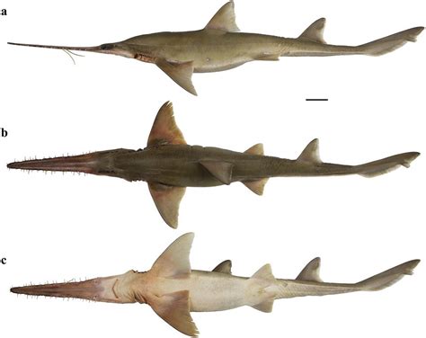 New Discovery: Two new species of the rarely seen six-gilled sawshark ...