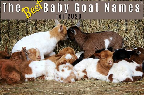 The Best Baby Goat Names For 2022- Over 300+! - My Homestead Life