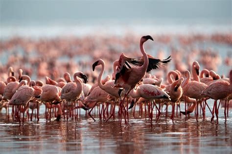 When to see Flamingos on Lake Nakuru National Park | Lake Nakuru