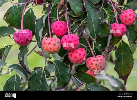 Kousa Dogwood Cornus Kousa High Resolution Stock Photography and Images ...