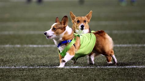 Seattle Corgi