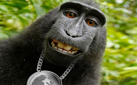 🔥 Free Download Funny Monkey Wallpaper Background Beautiful Best Available by @kparker66 ...